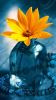 wallpaper-HD-iphone-6-plus_fleur_grand-ecran