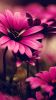 wallpaper-HD-iphone-6-plus_fleurs_grand-ecran
