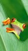 wallpaper-HD-iphone-6-plus_grenouille_grand-ecran