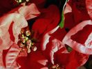 photographies-de-noel-a-telecharger_1