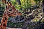 photographie-safari-animaux-afrique-en-grand-format_1