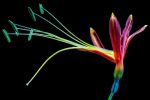pistil-fond-ecran-de-toutes-les-couleurs