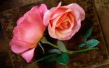 HQ-fleurs-et-nature-desktop-wallpapers-free-to-download_2