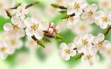 HQ-fleurs-et-nature-desktop-wallpapers-free-to-download_3