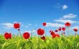 HQ-fleurs-et-nature-desktop-wallpapers-free-to-download_4