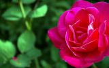 collection-de-fleurs-en-HD_1