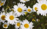 collection-de-fleurs-en-HD_2
