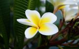 collection-de-fleurs-en-HD_3