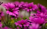 collection-de-fleurs-en-HD_4