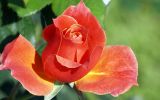 comment-trouver-des-fleurs-gratuites-pour-mon-ordinateur_1