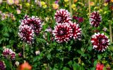 comment-trouver-des-fleurs-gratuites-pour-mon-ordinateur_2