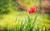comment-trouver-des-fleurs-gratuites-pour-mon-ordinateur_3