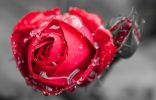 comment-trouver-des-fleurs-gratuites-pour-mon-ordinateur_4