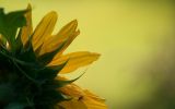 fleurs-en-fonds-ecran-HD-a-telecharger-gratuitement_1