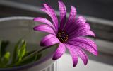 fleurs-en-fonds-ecran-HD-a-telecharger-gratuitement_2