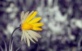 fleurs-en-fonds-ecran-HD-a-telecharger-gratuitement_3