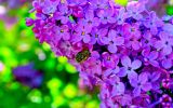fleurs-en-fonds-ecran-HD-a-telecharger-gratuitement_4