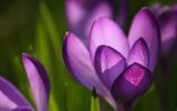 fonds-ecran-nature-et-fleurs-en-grand-format_1
