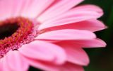 fonds-ecran-nature-et-fleurs-en-grand-format_2
