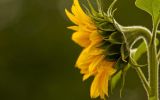 fonds-ecran-nature-et-fleurs-en-grand-format_3
