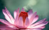 fonds-ecran-nature-et-fleurs-en-grand-format_4