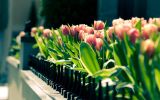 telecharger-une-collection-de-fleurs-en-HD_1