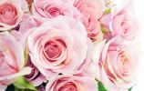 telecharger-une-collection-de-fleurs-en-HD_2