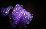 telecharger-une-collection-de-fleurs-en-HD_3