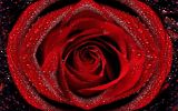 telecharger-une-collection-de-fleurs-en-HD_4