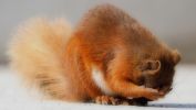 animaux-sauvages_1