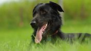 chien-animaux-domestiques_2
