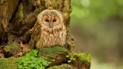 chouette-ou-hibou_animaux-sauvages_2