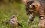 discussion_animaux-domestiques_3