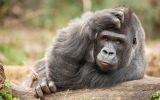 je-pense-donc-je-suis_animaux-sauvages_3