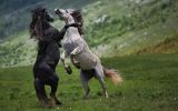 le-monde-des-chevaux_combat