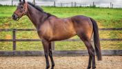 le-monde-des-chevaux_nature