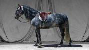 le-monde-des-chevaux_photo-exposition