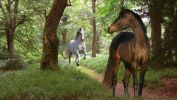 le-monde-des-chevaux_poursuite