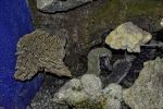 gemmologie-exposition-de-cristaux-en-ligne_6