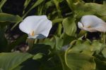 aromes-fleurs-exotiques-fonds-ecran-hd_15
