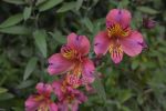 fleurs-exotiques-fonds-ecran-hd_01
