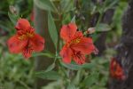 fleurs-exotiques-fonds-ecran-hd_02