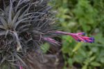 fleurs-exotiques-fonds-ecran-hd_03