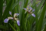 fleurs-exotiques-fonds-ecran-hd_04