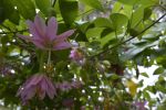 fleurs-exotiques-fonds-ecran-hd_05