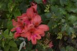 fleurs-exotiques-fonds-ecran-hd_06