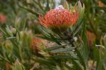 fleurs-exotiques-fonds-ecran-hd_07