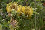 fleurs-exotiques-fonds-ecran-hd_08