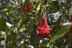 fleurs-exotiques-fonds-ecran-hd_14