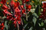 fleurs-exotiques-fonds-ecran-hd_16